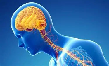 Title: Nervous System Diseases Author: Youssef Farhat