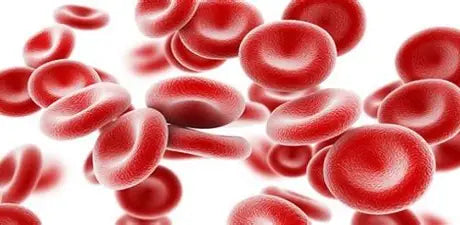 📘 Blood Cell Diseases ✍️ Youssef Farhat