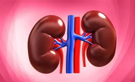 📘 Kidney Disease: Understanding, Preventing, and Managing Author: Youssef Farhat