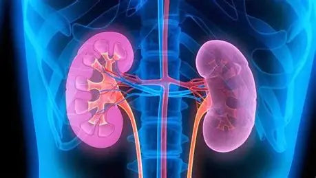 📘 Kidney Disease: Understanding, Preventing, and Managing  Author: Youssef Farhat