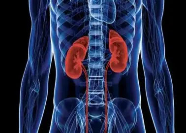 📘 Kidney Disease: Understanding, Preventing, and Managing  Author: Youssef Farhat