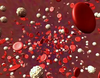 📘 Blood Cell Diseases ✍️ Youssef Farhat