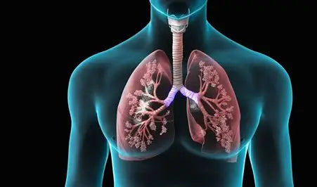 Title: The Lung Disease Problem: Understanding, Preventing, and Managing Respiratory Health Author: Youssef Farhat